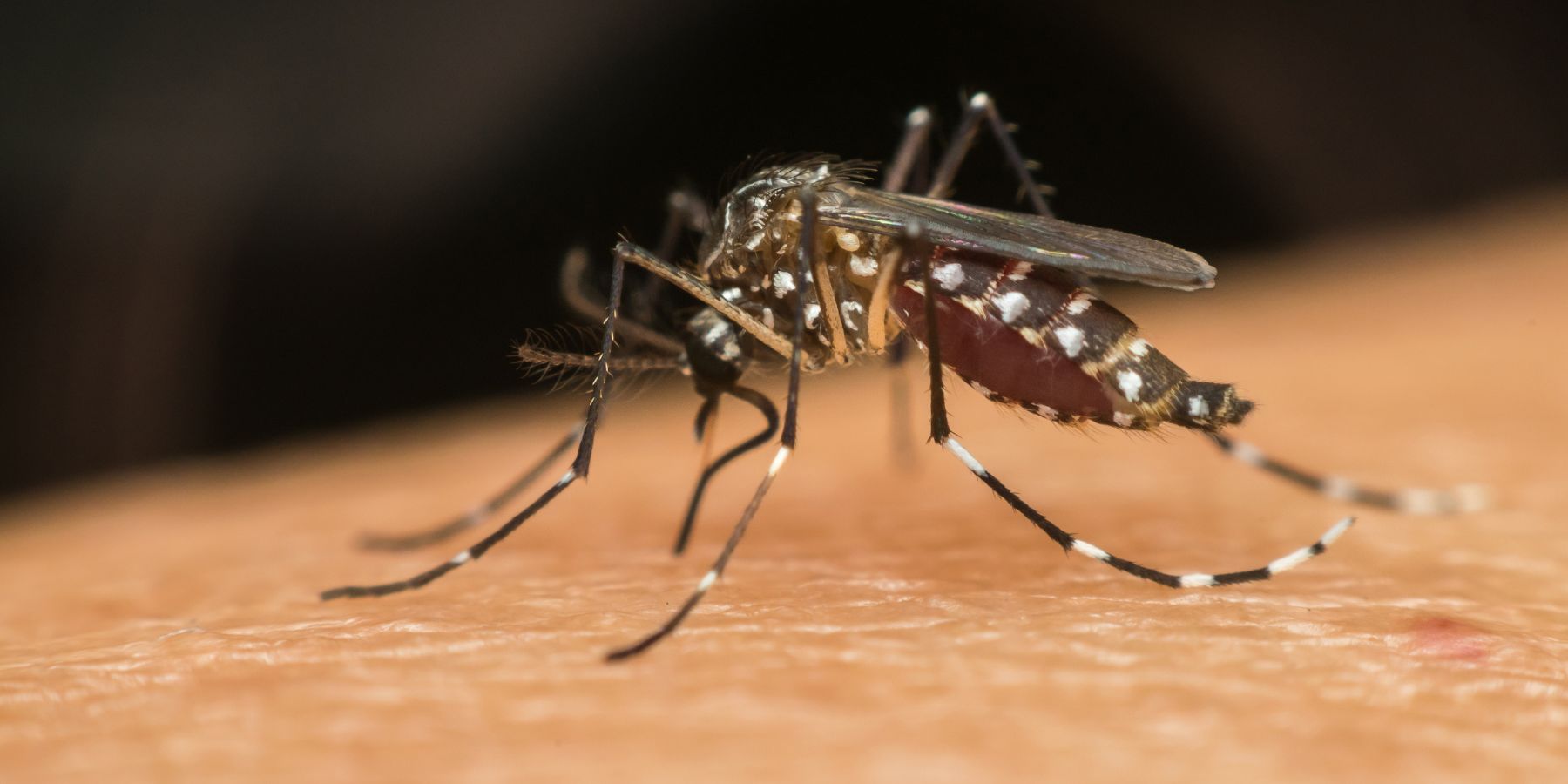 When Do Mosquitoes Come Out?